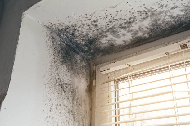 Affordable Mold Cleanup solutions in Netcong, NJ